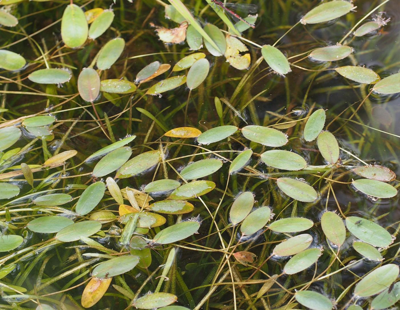 Water-plantain, Floating leaf